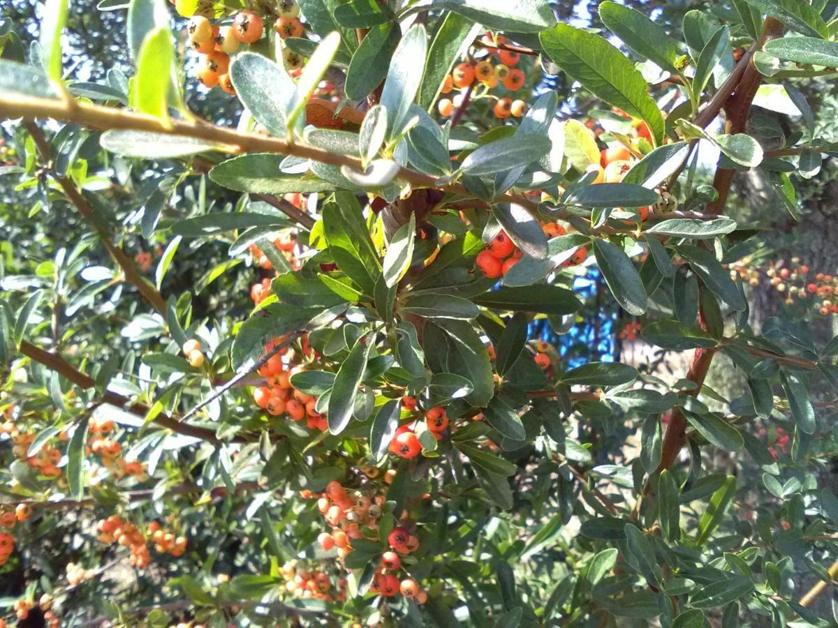 Aradeo Casetta Vacanza In Campagna מראה חיצוני תמונה
